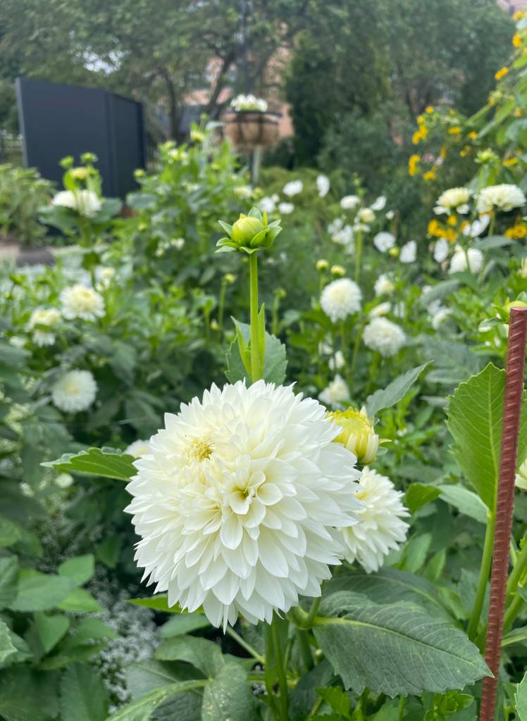 Plant name: Blizzard Dahlia Dahlia  